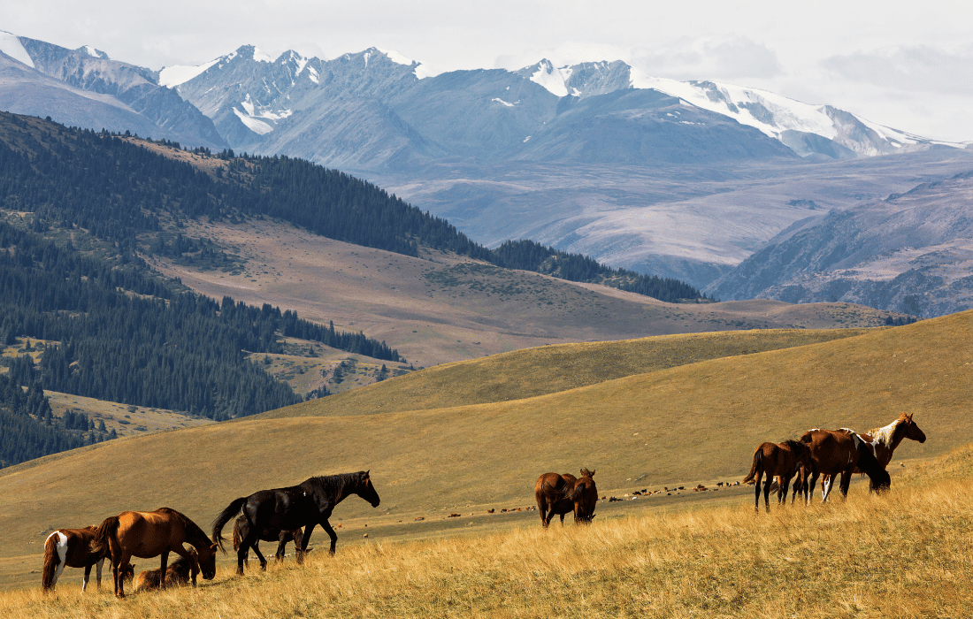 Kazakhstan Countryside